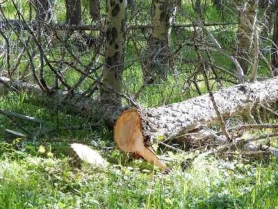 Dispose of Dead Trees on Your Property Charitably Image